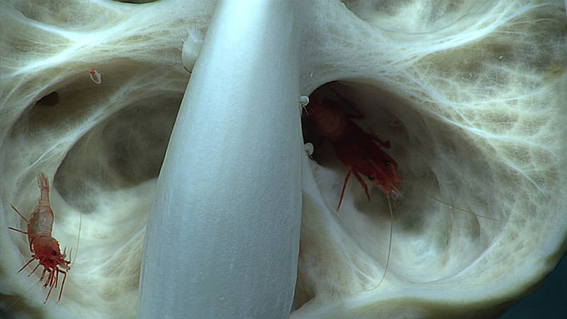 Sponges also provide valuable habitat for small organisms like these two shrimp.