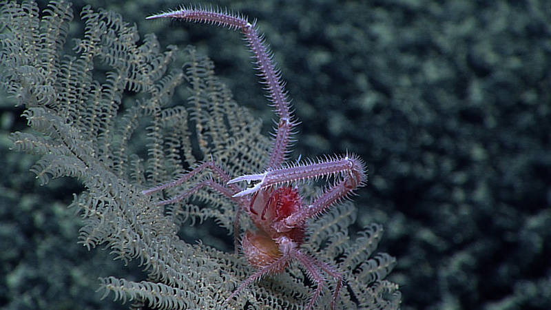 The Johnston Atoll portion of PRIMNM is so unexplored, that almost every dive, we are finding new organisms that our science team has never seen before, like this squat lobster who we found residing on a black coral.