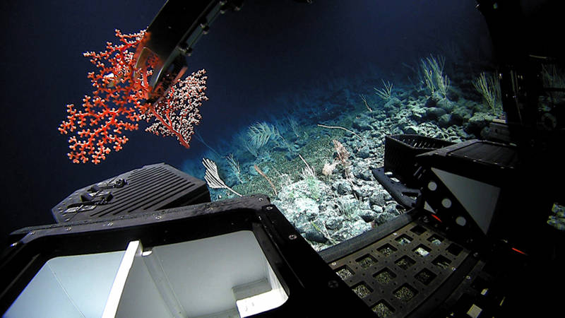 Remotely operated vehicle (ROV) Deep Discoverer places a piece of an unknown Corallium species collected at 2,078 meters depth in one of the bio boxes on the ROV.