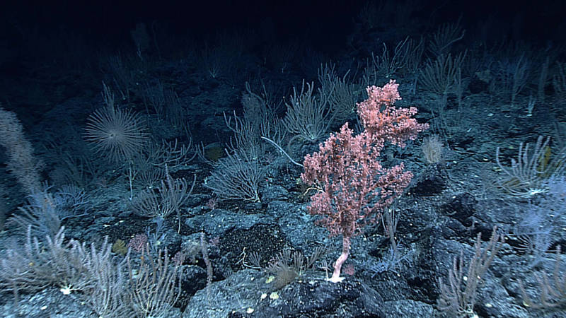 Specimen of Corallium species collected from a large high-density deep-sea coral and sponge community encountered on the ridge crest of Pioneer Bank. An ROV dive here during the cruise revealed that a known high-density community further upslope extended at least six kilometers down the ridge to where the dive was conducted.