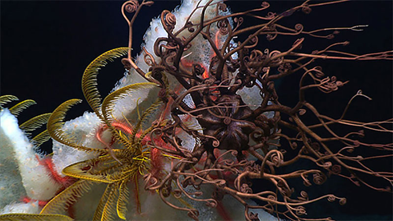 Deep-sea corals and sponges provide habitat and refuge for many other animals living on or near the seafloor. Here, a sponge covered with hundreds to thousands of tiny anemones also provides a home to several brittlestars (pink), crinoids or “sea lilies” (yellow), and a basket star (brown).