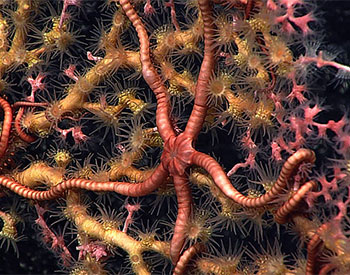 Ocean Today: Deep Ocean Corals