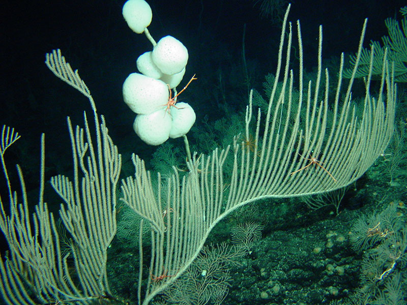 Deep-water corals and sponges found in PMNM in 2003. 