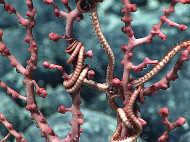 A brittle star hangs out in a bubblegum coral.