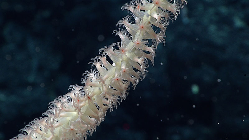 A close-up shot of the polyps of a bamboo coral on an unnamed seamount just outside Papahānaumokuākea Marine National Monument. 