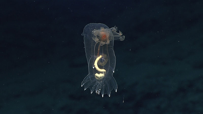 Holothurians, or sea cucumbers, like this one find their food on the seafloor, but are often seen swimming in the water column between feeding sessions.