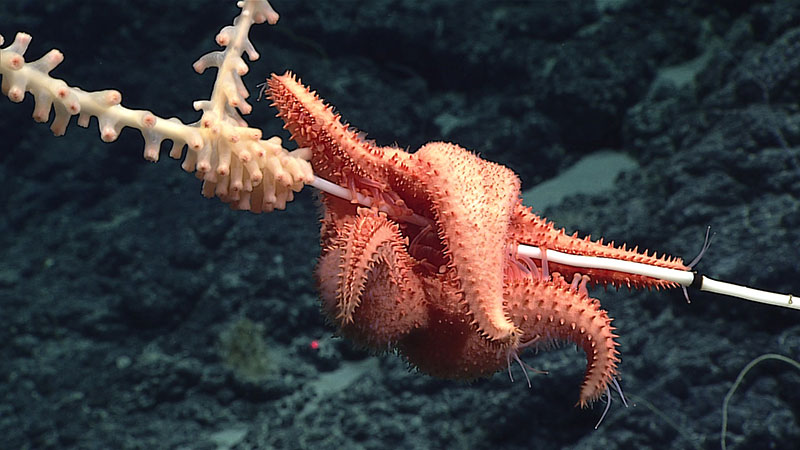A predatory sea star slowly works its way up a bamboo coral on an unnamed seamount in the Papahānaumokuākea Marine National Monument. 