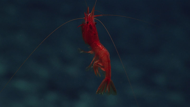 A deepwater shrimp swims away from Deep Discoverer on an unnamed seamount just outside the Papahānaumokuākea Marine National Monument. 