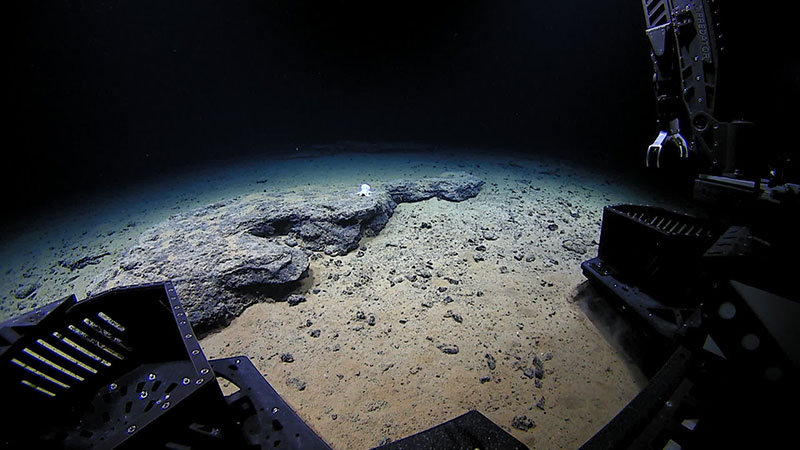 ROV Deep Discoverer approaches the unknown octopod at 4,290 meters depth.