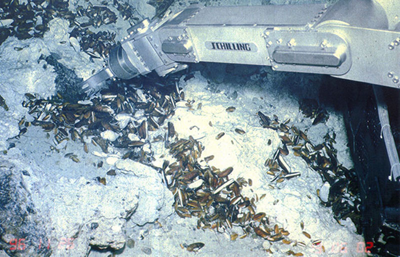 Seafloor photo of the summit area of South Chamorro Seamount showing a submersible arm sampling mussels at a seep site.