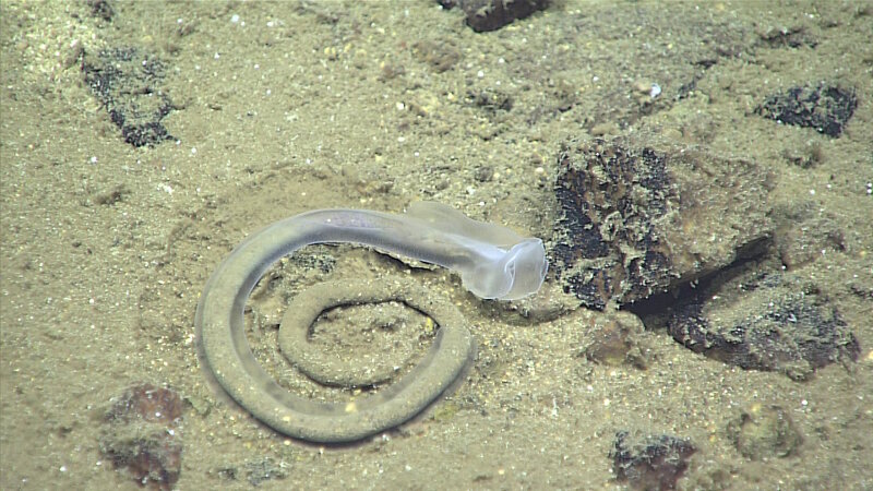 An enteropneust (or acorn worm) leaving a characteristic fecal coil on the seafloor in Sirena Canyon.