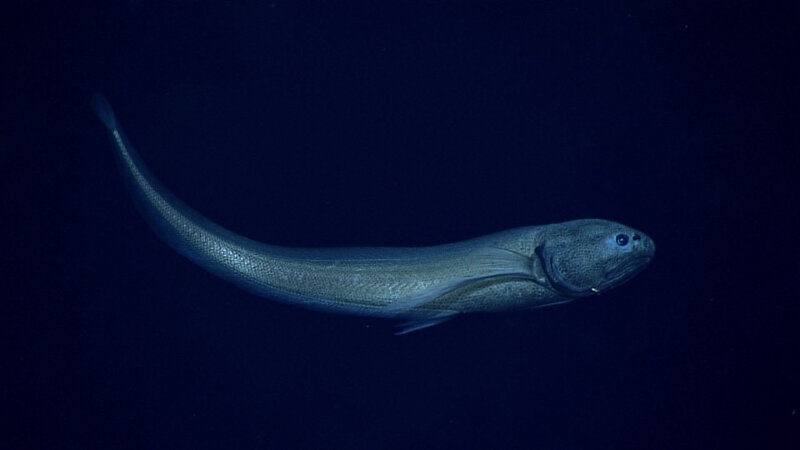 Cusk eel in the family Ophidiidae. This is in the genus Eretmichthys and may be the species E. pinnatus. 
