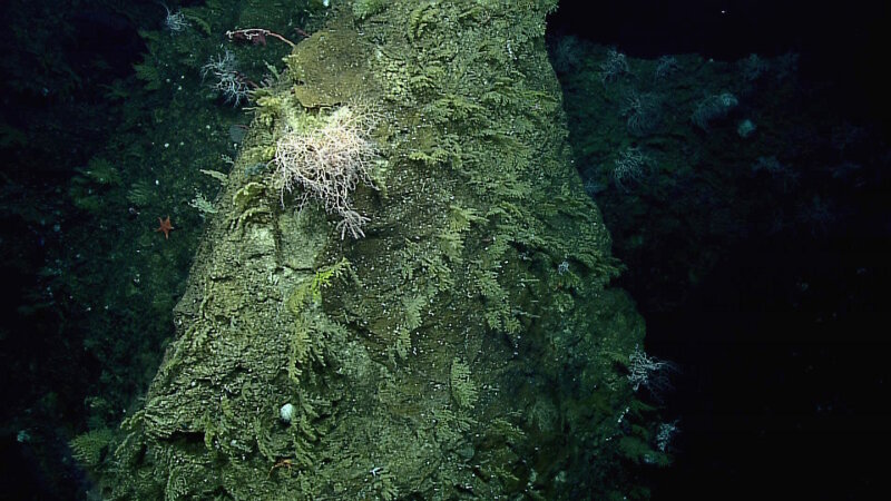 This high-density coral community, with several large basket stars, was documented at the start of Dive 3.