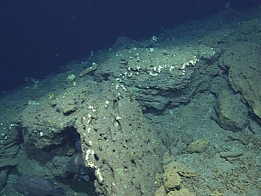 One of the priority objectives for Dive 6 was to document and better understand fish habitat. While transiting up the ridge at Supply Reef, ROV Deep Discoverer encountered a small aggregation of groupers, a commercially important fish.