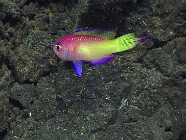  This beautiful groppo (Grammatonotus sp) was observed during Dive 8 at Eifuku Seamount. At the top of the feature survey during this dive, small, colorful fish like this were very common among the rocks.