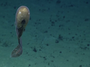 Cusk eel with unusual head shape: the large bulbous head features small eyes, large nostrils, and a mouth placed low on the head. This distinctive-looking animal could be a new species.