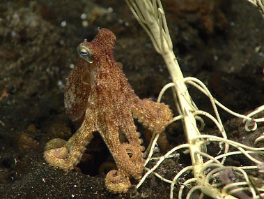 A small octopus made an appearance on the dive. You can see how small it is compared to the crinoid stalks it is next to.
