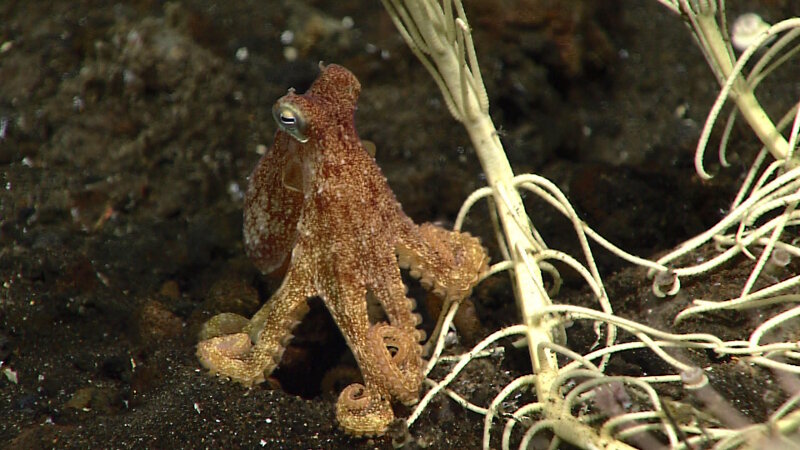 A small octopus made an appearance on the dive. You can see how small it is compared to the crinoid stalks it is next to.