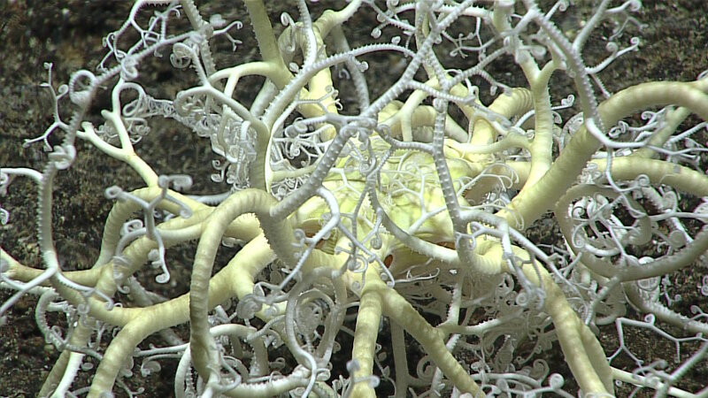 Close up of a basket star, with commensal ophiuroids.