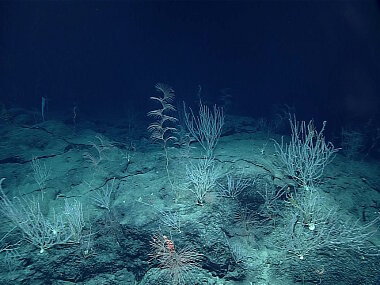 A high-density field of corals, including the spiraling Iridogorgia magnispiralis (center), which can grow as long as five meters.