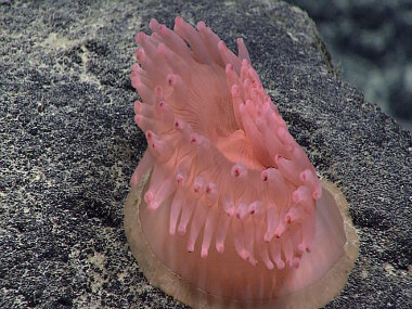 An anemone, with tentacles getting blown over by the strong current, living on a manganese-encrusted rock. Note the light sediment layer on the rock.