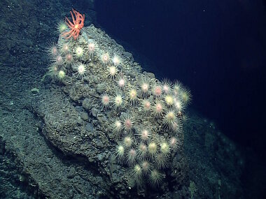 A cluster of sea urchins (and a single crinoid), living on an elevated rocky feature. It is typical for suspension feeders, such as the crinoid, to live on elevated features such as this to get access to food from the currents in the water column, however it is not clear why these urchins were so densely clustered here. Until this dive, we have not encountered such a high density of urchins in any one location. It may have been a spawning aggregation.