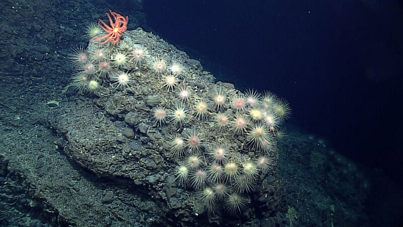A cluster of sea urchins (and a single crinoid), living on an elevated rocky feature.