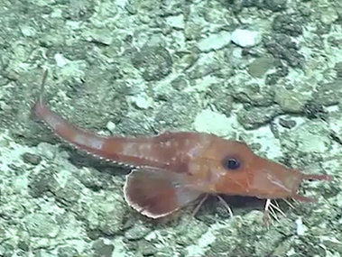 2016 Deepwater Exploration of the Marianas : Image and Video Gallery ...