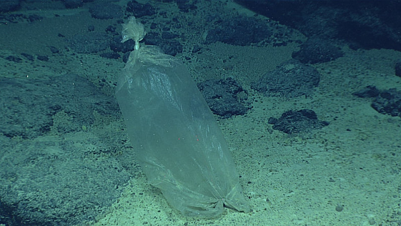 A plastic ice bag, likely blown overboard from a fishing vessel, found at Enigma Seamount.