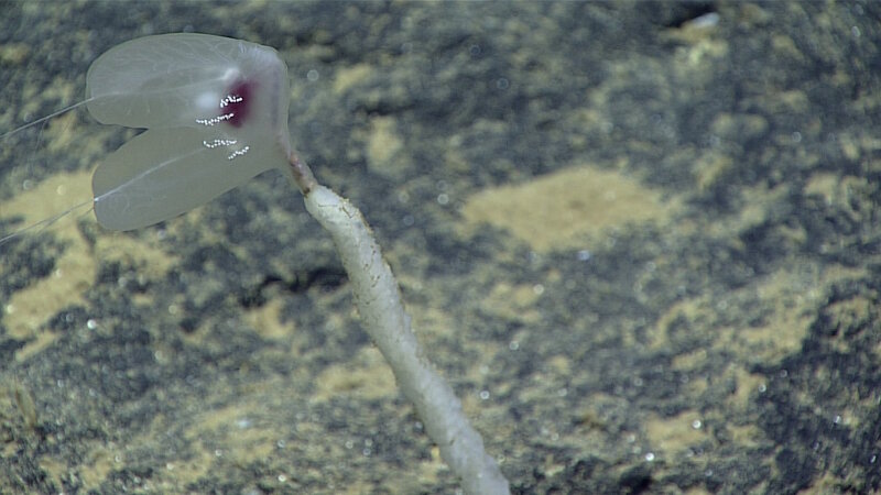 A comb jelly (ctenophore) perched on top of a sponge stalk.