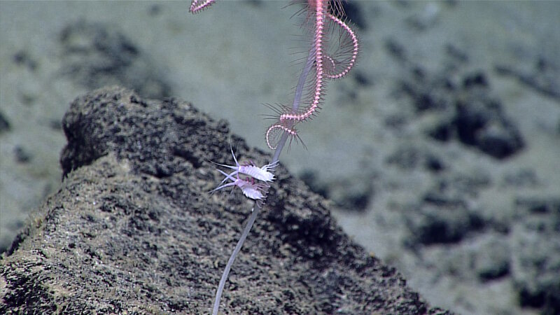 A pair of commensal amphipods living on a sponge stalk. There is also a commensal ophiuroid at the top of the photo.
