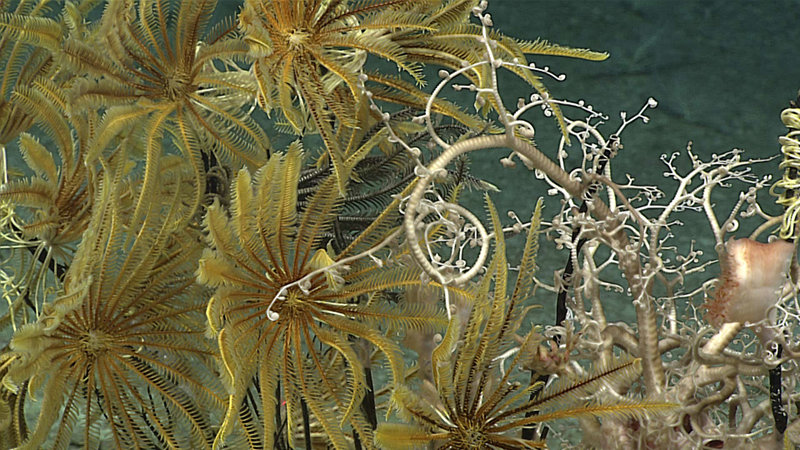 A deceased primnoid coral is colonized here by crinoids, a basket star, and an anemone.