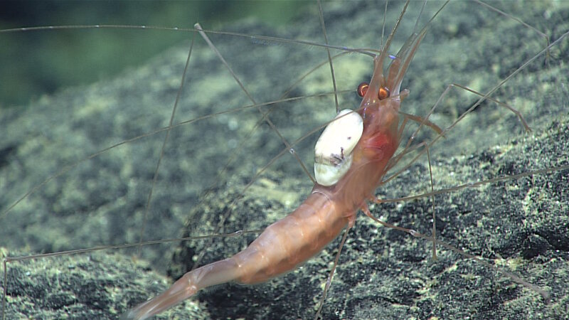 Scientists were unable to identify the parasite living on the back of this shrimp.