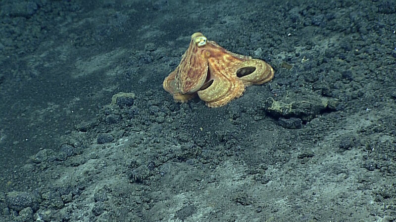 This octopus was seen on Dive 5 at Ahyi Seamount.