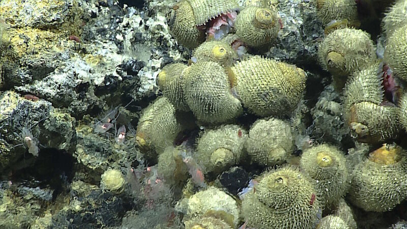 These snails were seen on Dive 7 at Chamorro Seamount. Parts of the picture look blurry due to hot water coming out of the vent.