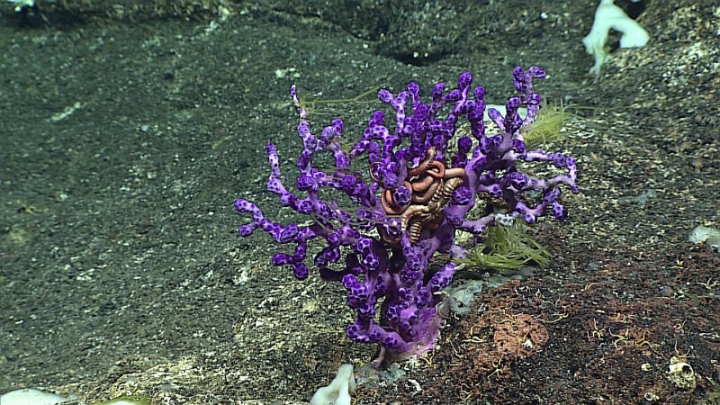 This coral and brittle star were seen on Dive 1 at Farallon de Medinilla.The green filamentous material on the coral is hypothesized to be algae that has drifted from the sea surface.