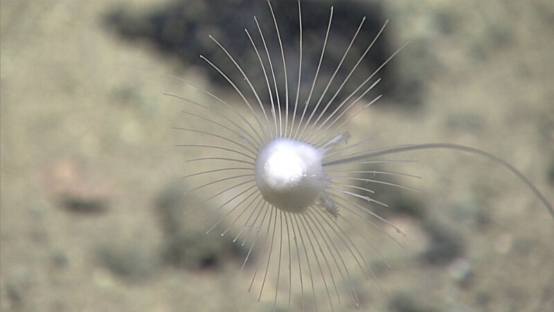 This sponge was seen at Hadal Wall. The swelling may indicate that the sponge has engulfed its prey.