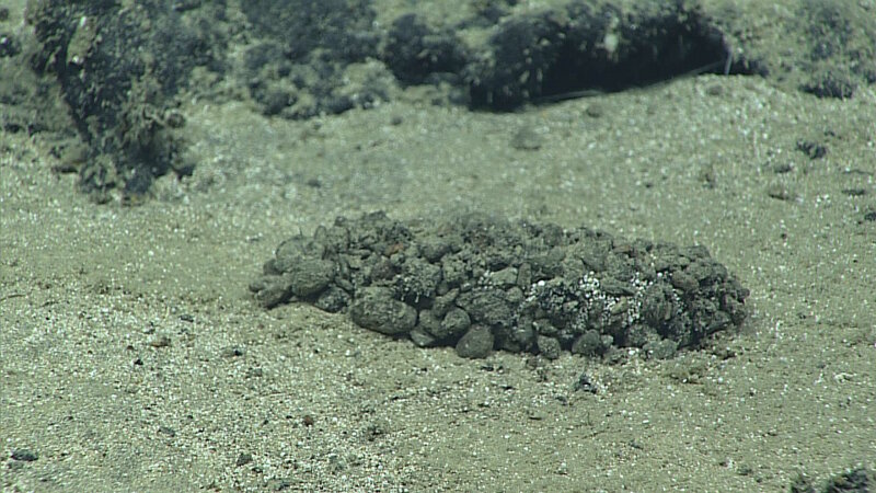This holothurian was seen on Dive 12 at an unnamed forearc seamount.