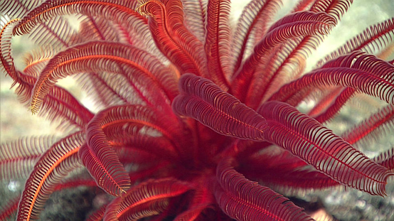 This beautiful crinoid, unusual for its many arms, was observed during Dive 3 as ROV Deep Discoverer (D2) explored a ridge feature along the outer slopes of Maug. In the deep sea, absent of D2’s artificial lights, this organism would appear black or disappear completely as red is one of the first colors to disappear from the visual spectrum in the ocean.