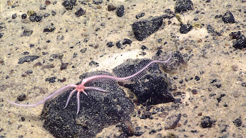 This brisingid sea star, seen while exploring Fryer Guyot, is in the process of regenerating four of its eleven arms.
