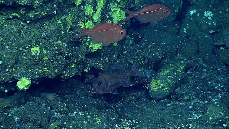 Fishes seen on a dive at Supply Reef.