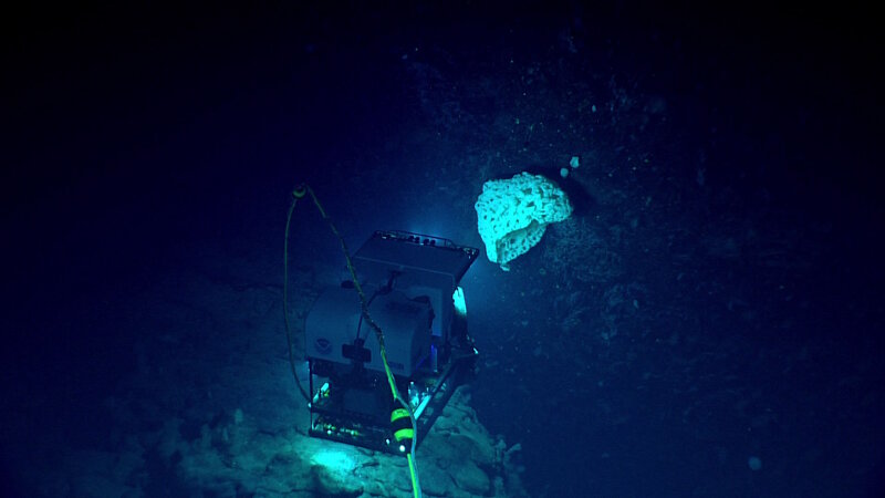 Some of the corals and sponges on Vogt Seamount were very large, indicating a healthy and stable community. Here, ROV Deep Discoverer images a sponge that was over a meter across. This was only one of several organisms seen throughout the dive that were this size.