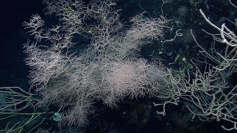 The deep-sea corals on Vogt Seamount were amazing! This seamount hosted the most diverse and dense community of deep-sea coral and sponges of the entire cruise. In this image alone, there are over 12 individual colonies, some of which are quite large!