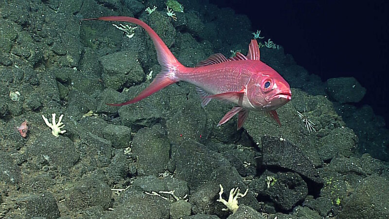 This Long-Tail Red Snapper was spotted during Dive 2 on Pagan. In the words of one of our science team members – we were exploring for bottom fish, and this one was the primo find!