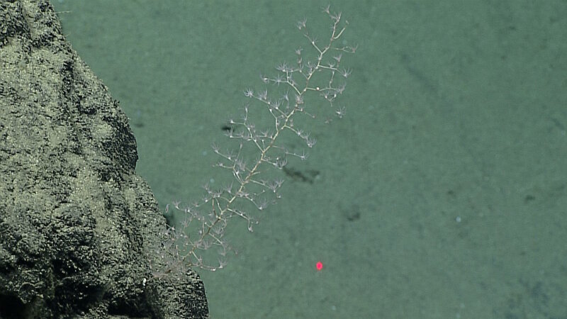 A delicate octocoral (Chrysogorgia sp.) attached to a rock at 2,370 meteres depth on Twin Peaks. The polyps are clearly visible arising from the very thin tissue covering the branches of the colony.