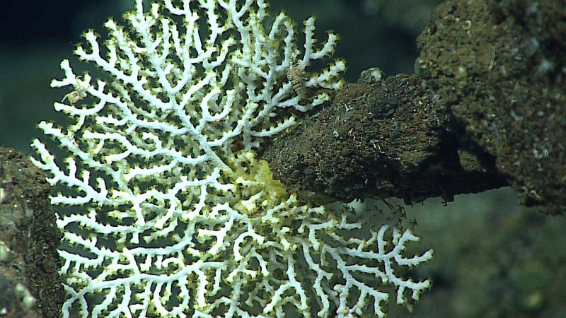 A plexaurid sea fan at 304 meters depth on Supply Reef. The polyps, each with their ring of eight tentacles, are yellow in color, in contrast to the white scale- or plate-like sclerites covering the tissue of the branches.