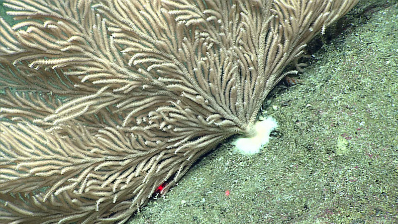 An octocoral in the family Primnoidae at 252 meters depth on a ridge off the island of Pagan.