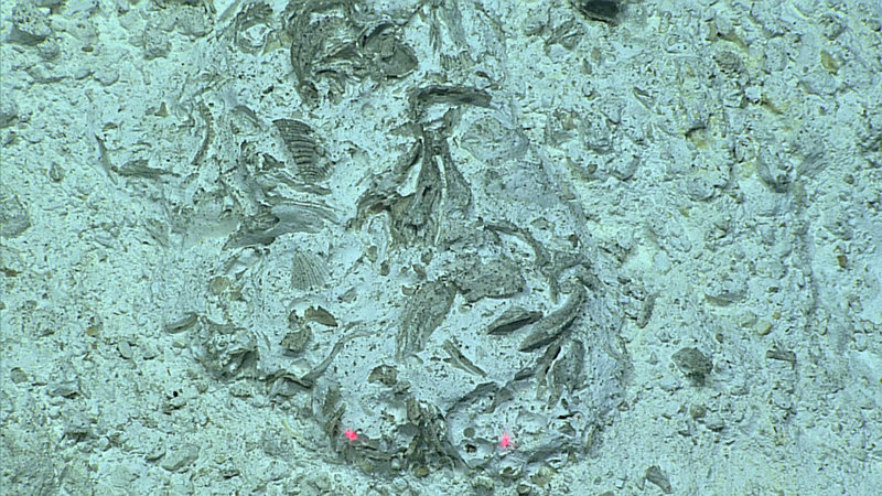 A look at the historic record of the Cretaceous seas when this seamount was near the surface shows fossil bivalves and gastropods.