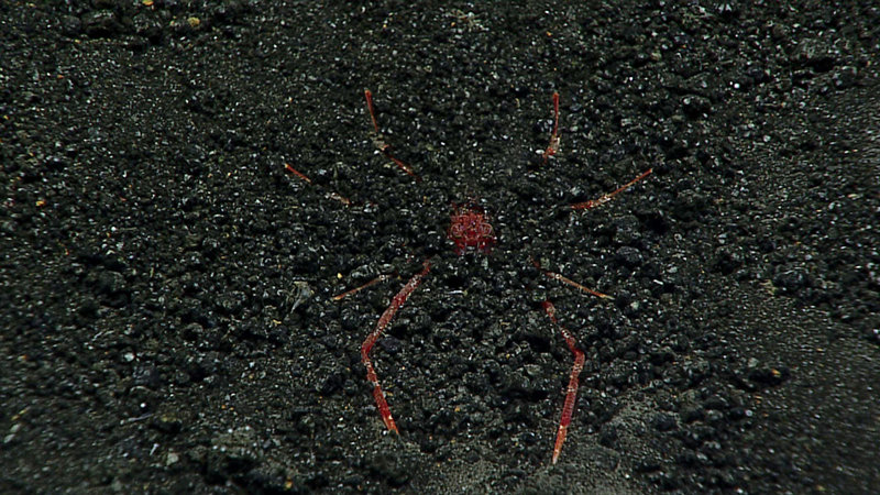 Many organisms have unique adaptations to live in the deep sea. This squat lobster buries itself in the sediment likely to avoid being eaten. There is so much that can be learned about the deep sea just by taking a close look.
