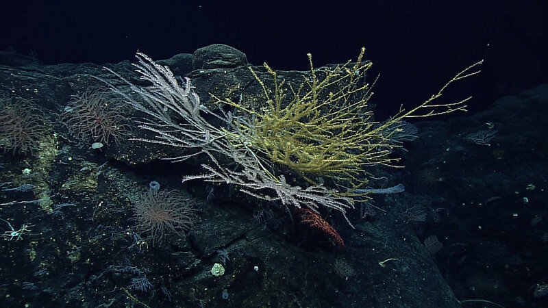 During this expedition, scientists explored Vogt Seamount and found an incredible diversity and high density of deep-sea corals. In this image alone, there are over seven types of corals.